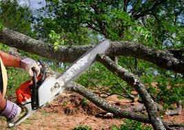 Best Tree Removal Services  in La Mesa, CA